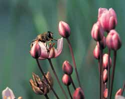Insecten zoals o.m. bijen, vlinders en zweefvliegen bezoeken graag de bloemetjes van de zwanenbloem