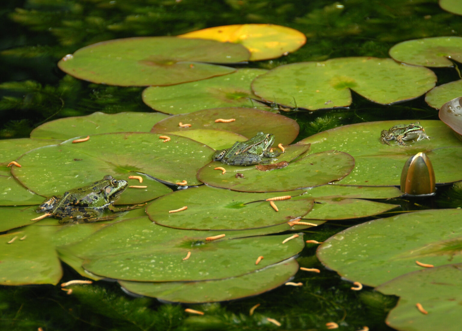Vijver Insect Mooie vijvers in beeld. - Nederlandse Bond Aqua Terra