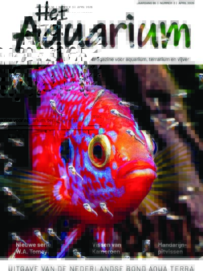 Abonnement Analoog 2026 Nederland